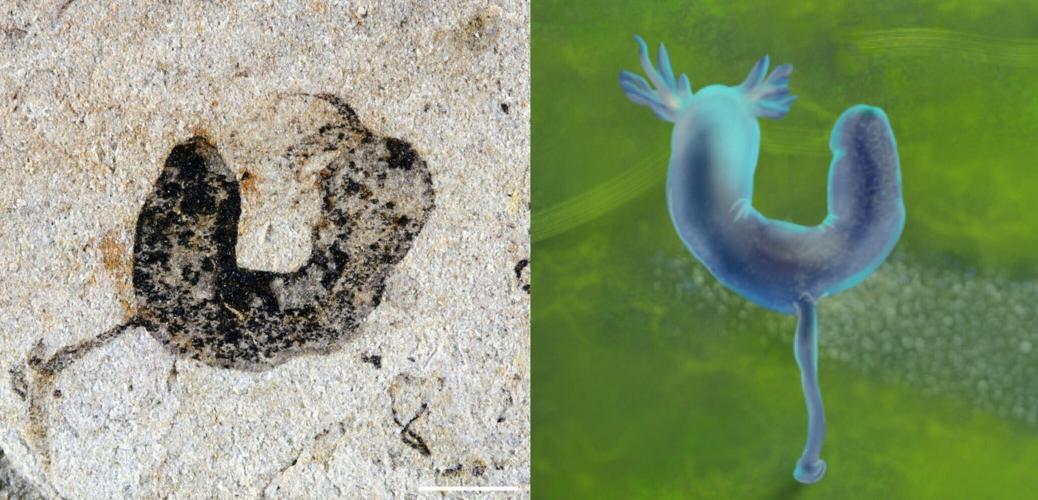 New fossil “treasure trove” pushes back origins of animals four million years