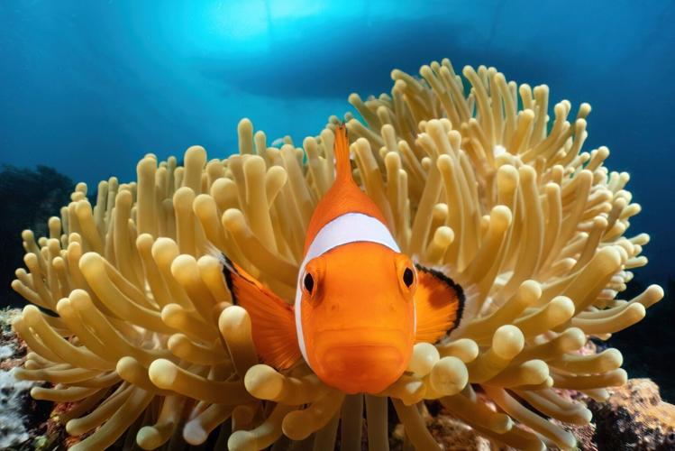 Winners of the Underwater Awards Australasia photo contest announced