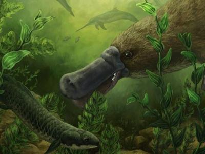 platypus_featured