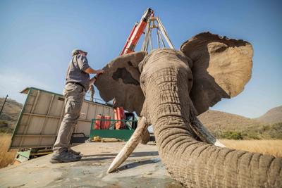 Heartwarming moment elephant released into the wild- immediately taken in by herd