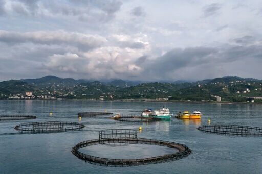 'Turkish salmon': the Black Sea's new rose-coloured gold