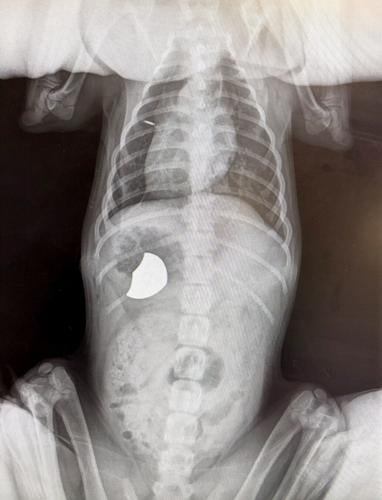 Puppy undergoes emergency life-saving surgery after eating school badge