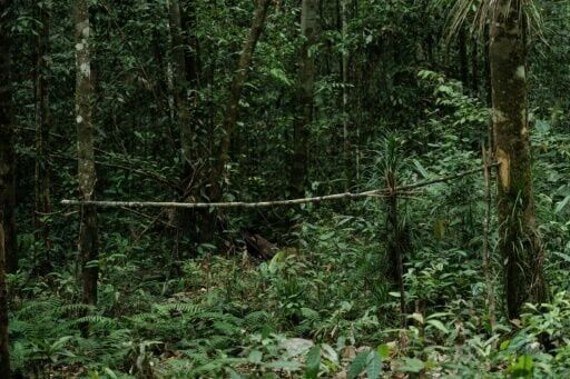 Nickel rush for stainless steel, EVs guts Indonesia tribe's forest home