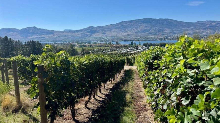 NK’MIP vineyard