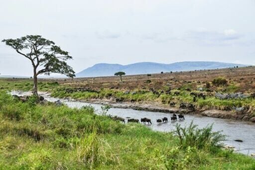 Tanzania's Maasai fear a carbon credit scheme linked to VW could destroy their community's way of life