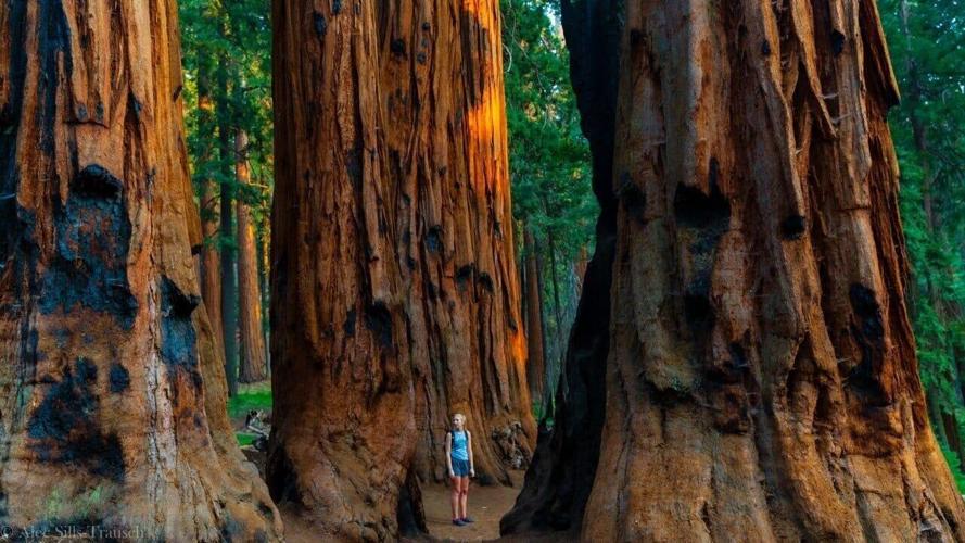 photos of sequoia national park 6S7A3136 (Custom)