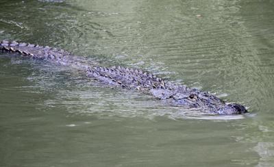 Alligator stock
