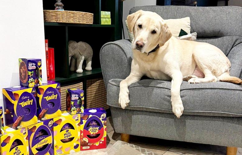 Dog saved after eating seven Easter eggs
