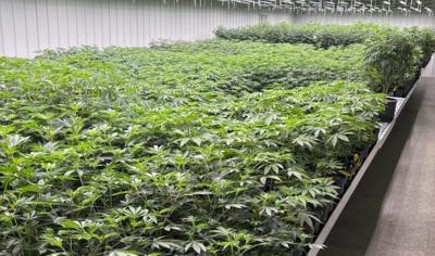 Marijuana crop from ADN