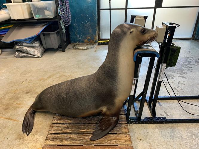 Seals and sea lions take hearing tests to study how human noise bothers them
