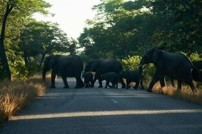 Zimbabwe to cull elephants and distribute meat to people