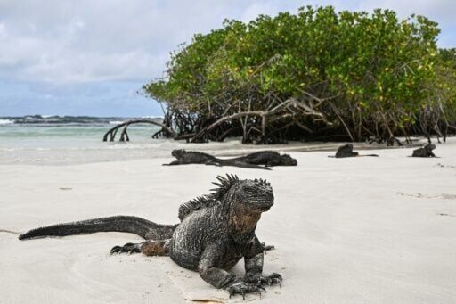 Ecuador: from Darwin to drug trafficking