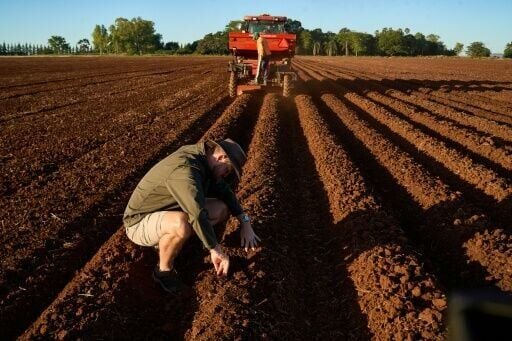 There have been efforts to rebuild Zimbabwe's once-flourishing agriculture sector cut down by the land reform