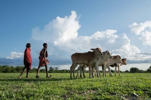 Experts and NGOs have dismissed VW's scheme as "greenwashing", saying it does little to improve the environment