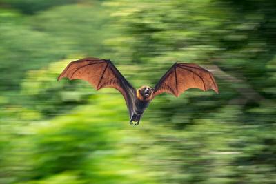 New Coronavirus Found in Bats, Experts Say It’s No Threat