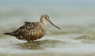 The Hudsonian godwit (Limosa haemastica) is one of the world's most remarkable travelers, but its population has plunged 95 percent in four decades due to a complex mix of environmental changes across multiple countries