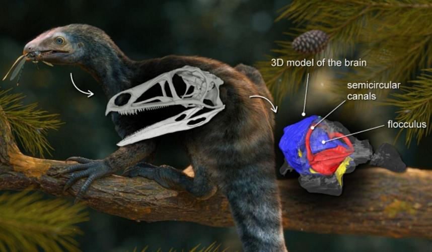 Brain of first flying reptile’s ancestor rebuilt to work out how they took flight