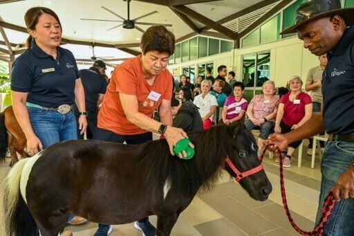 Singapore seniors hoof it to horse therapy