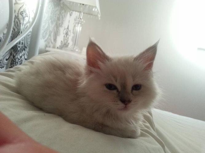 Missing cat found 200 miles away after 10 years but owner told he can’t have her