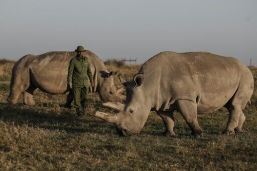 'We will save them': The quest to rescue nearly extinct rhino