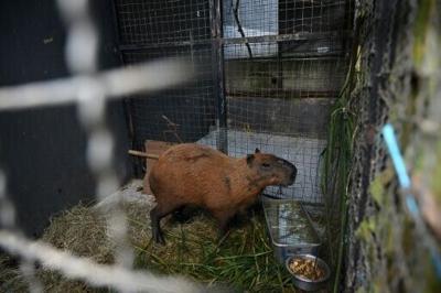 In an incident filmed by security cameras before dawn on Saturday, a group of attackers beat the capybara with sticks and iron bars in the working-class neighborhood of Ilha do Governador