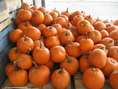 Pumpkins stock