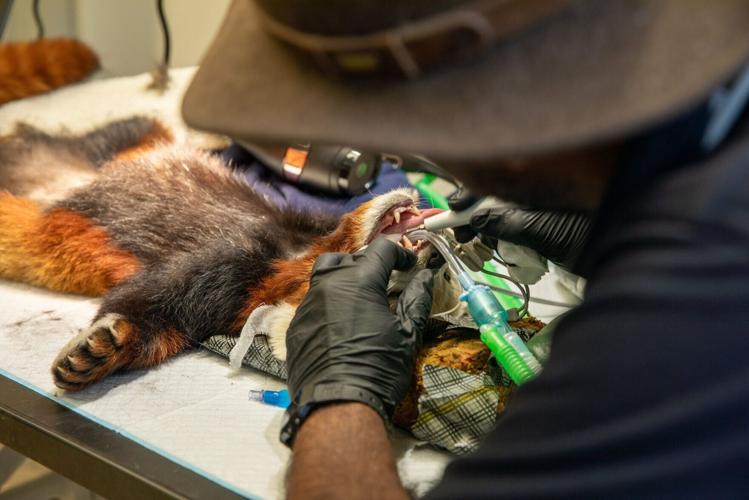 Red panda undergoes dental work for sore tooth