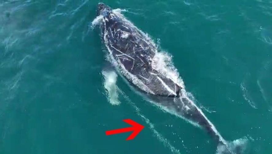 Wildlife rescue teams desperately trying to find tangled humpback whale