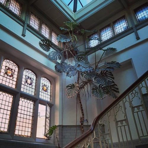 Ancient 10ft cheese plant finds new home in zoo after 50 years