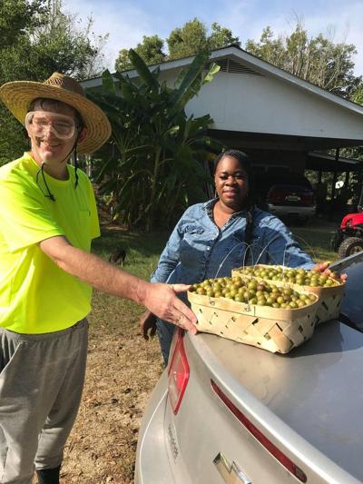 William Bowman muscadines