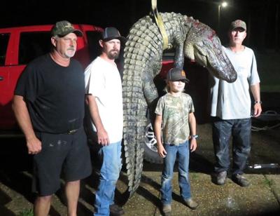 Experts disappointed in size of gators harvested in 2022 season