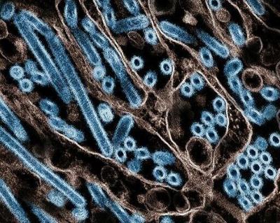 New bird flu mutation discovered in US as cat infections cause alarm