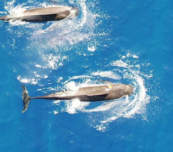 Whales can eat more than 200 squid a day, reveals new research