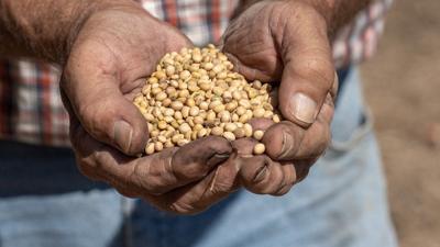 Soybean wars: When a commodity becomes a political weapon
