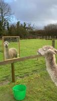 Videos show alpaca looking in mirror ‘for company’ – to help him with loneliness