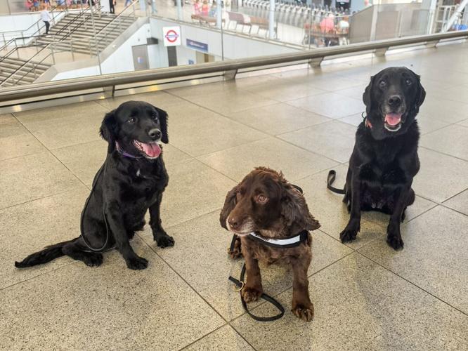 Station becomes first in Britain to put dogs on regular security paw-trols