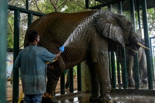Jumbo task: 400 pills a day for elephants with TB in Pakistan