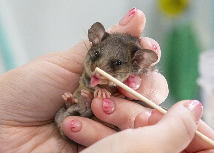 Dozen critically endangered mountain pygmy possums successfully bred