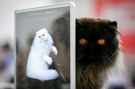 Off leash: China's pet industry shines in ailing economy