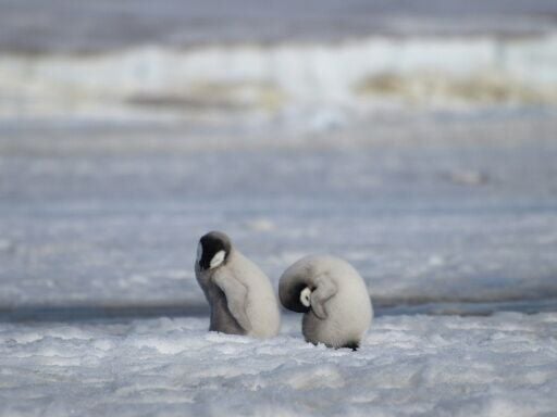 Emperor penguins have become symbolic of the quest to survive in Antarctica's harsh climes