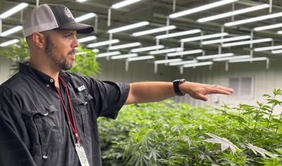 Medical Marijuana from ADN