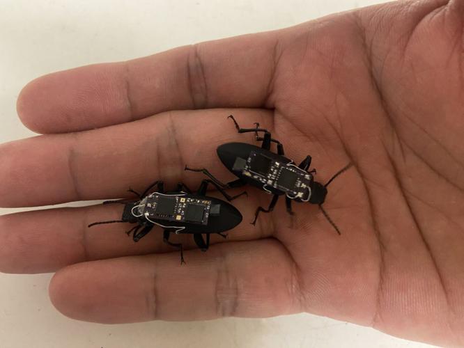Bugs with backpacks could help find disaster victims