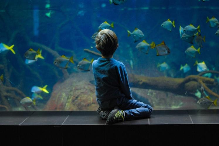 Zoos “could be doing more” to help protect endangered species, suggests study