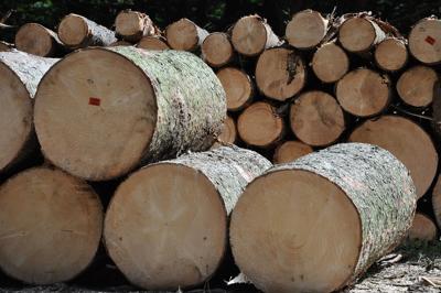 Wood for sawmill