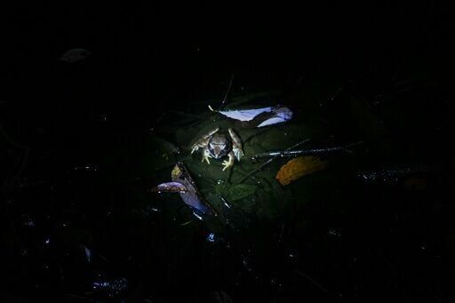 'Frogging' takes off in Borneo's jungle