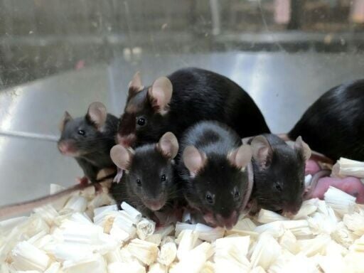 Mammals cannot be cloned an infinite number of times, research on mice has established for the first time