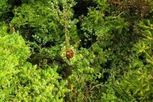 All three species of orangutan are critically endangered