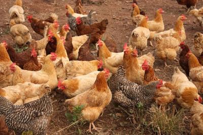 Protecting backyard poultry flocks