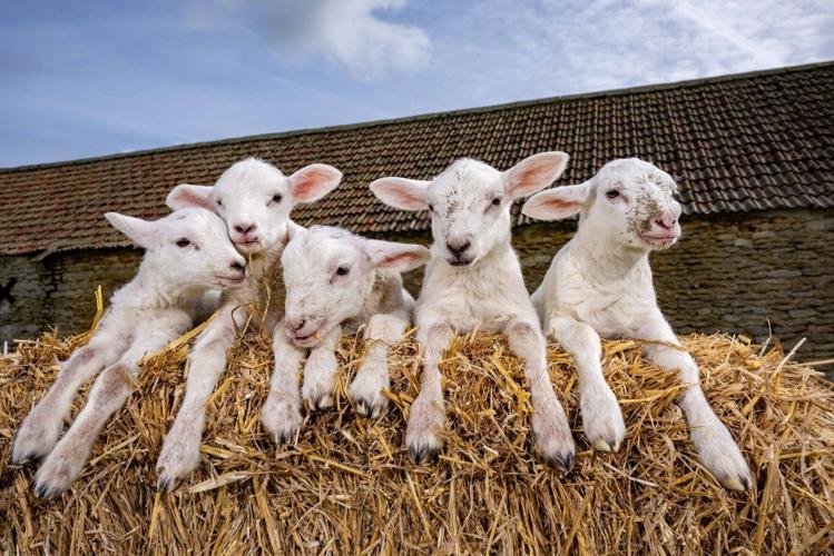 Ewe gives birth to ‘one-in-a-million’ quintuplet lambs