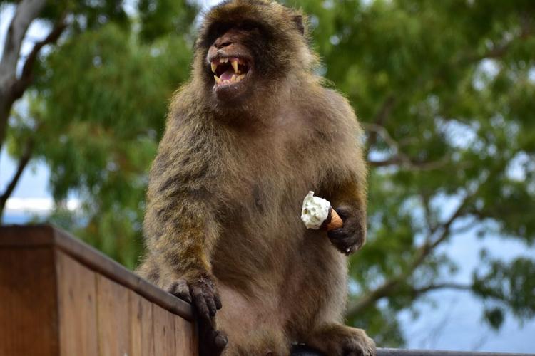 Gibraltar’s monkeys “self-medicate” to help them digest tourists junk food